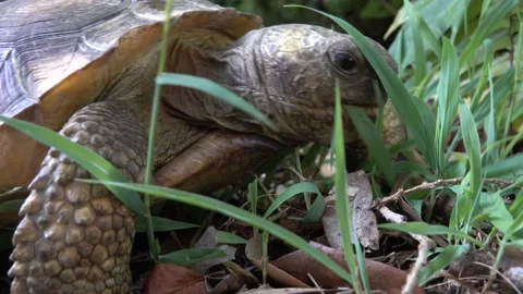 FLORIDA - 12.14.2023 - Close-up of a gopher tortoise grazing on a forest floor Stock Footage 261553384