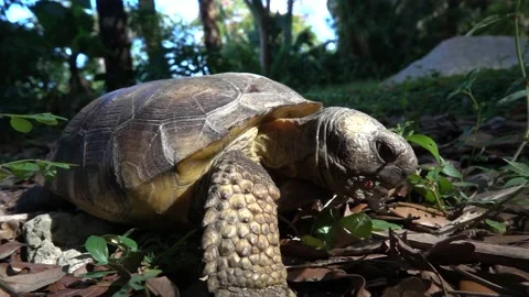 FLORIDA - 12.14.2023 - Close-up of a gopher tortoise eating leaves in Stock Footage 261553433