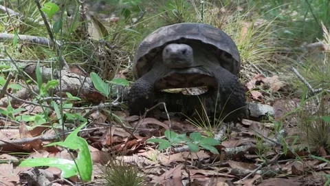 FLORIDA - 12.14.2023 - A gopher tortoise walks along the forest floor in Stock Footage 261531898