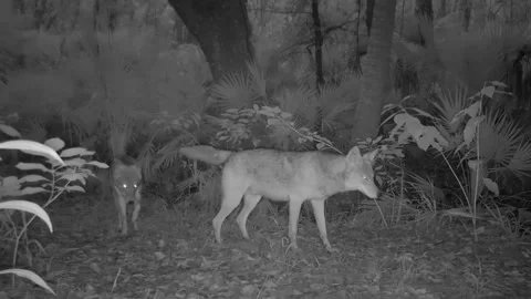 FLORIDA - 12.14.2023 - A night vision camera captures two coyotes walking by in 스톡 동영상 261553389