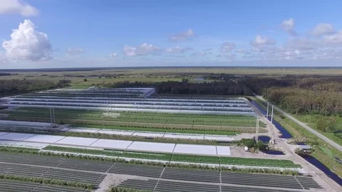 Florida Agriculture Stock Footage 75382481