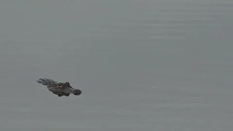 Florida Alligator 4K60fps Stock Footage 340240670