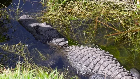 Florida Alligator up close Stock Footage 73222797