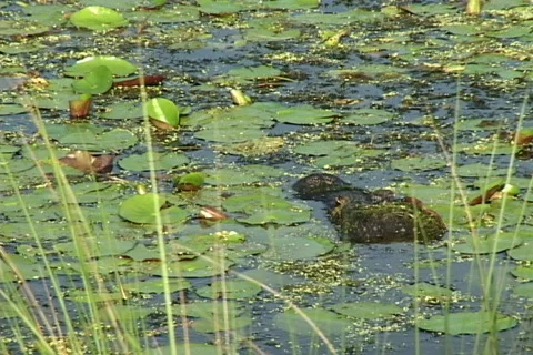 Florida Alligator Stock Footage 530131