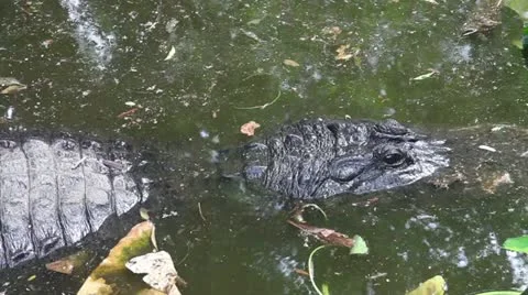 Florida Alligator Stock Footage