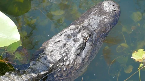 Florida Alligator Head Close Up - Everglades National Park Stock Footage 104749015