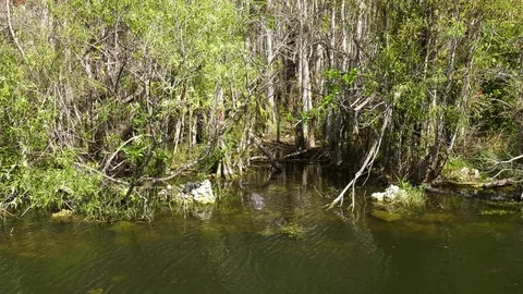 Florida Alligator head only Video stock 73220617