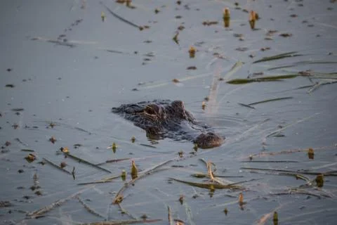 Florida Alligator Stock Photos