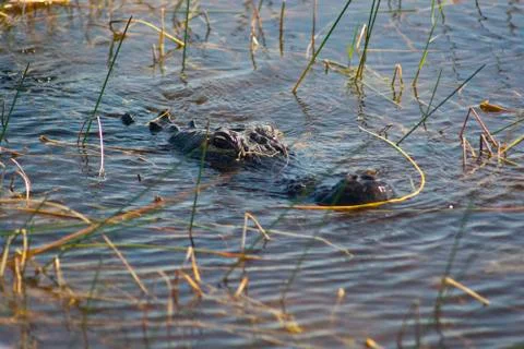 Florida Alligator Stock Photos