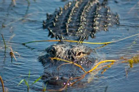 Florida Alligator 写真素材