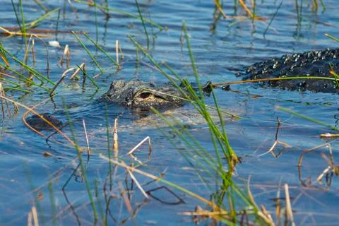 Florida Alligator 写真素材