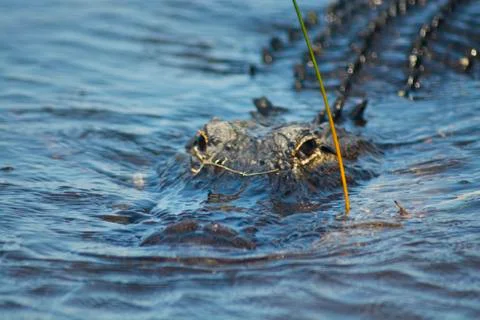 Florida Alligator 写真素材
