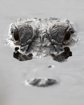 Florida Alligator Stock Photos