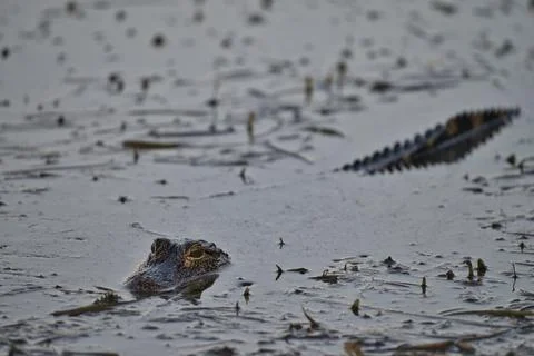 Florida Alligator Stock Photos