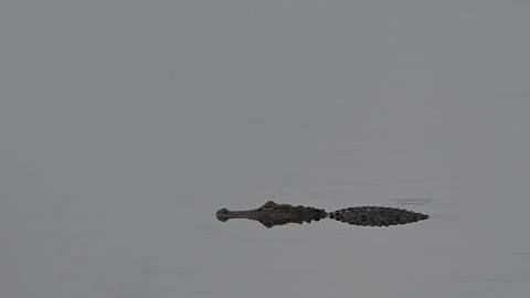 Florida Alligator Profile 4K60fps Stock Footage 340240662