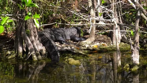 Florida Alligator on shore Stock Footage 73212827