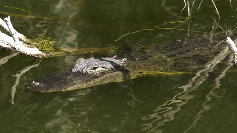 Florida Alligator swims through frame Stock Footage 73213753