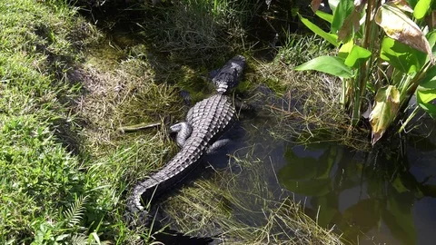 Florida Alligator on the waters' edge Stock Footage 73216469