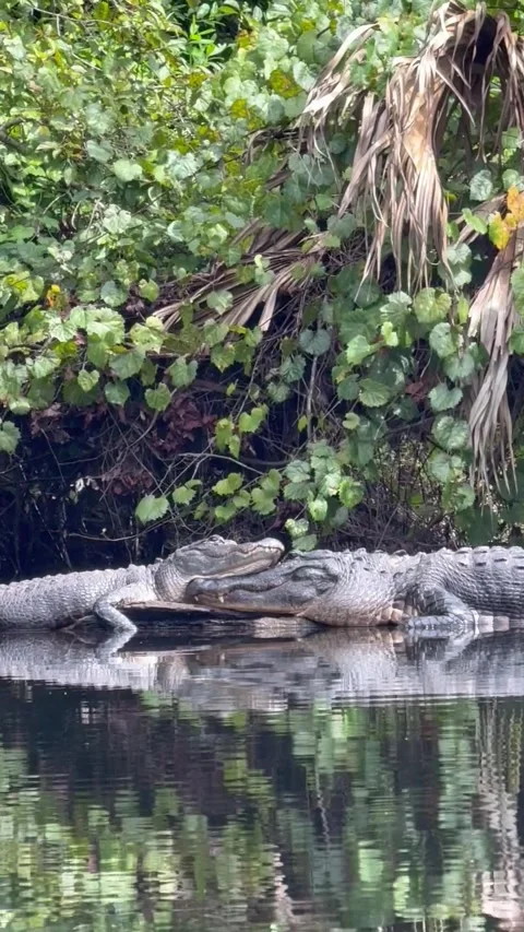Florida Alligators Bruce and Bertha Share a Snuggle, Apopka, Florida, USA - 25 A Stock Footage 344347097