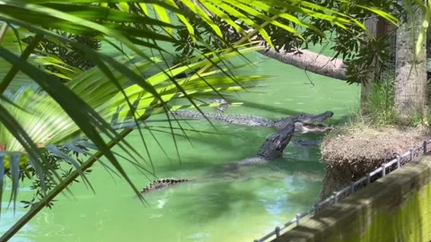 Florida Alligators Stock Footage 248719593