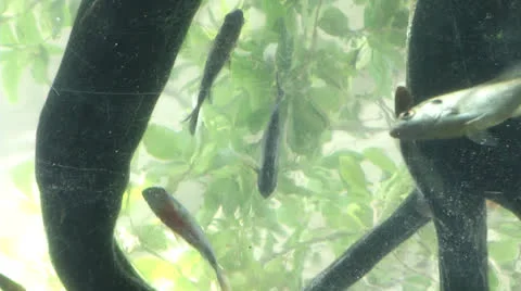 Florida aquarium Ceiling Stock Footage 25332076