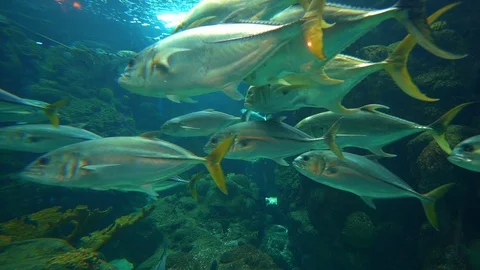 Florida Aquarium 库存影片 127366263