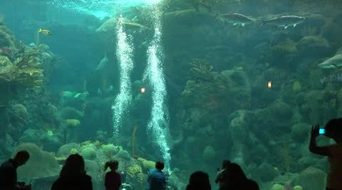 Florida aquarium Main Exhibit Stock Footage 25332116