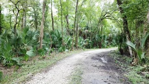 Florida Back Road Dolly Zoom Stock Footage 116515246