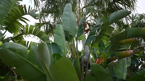 Florida Banana Plants with Palm Trees Stock Footage