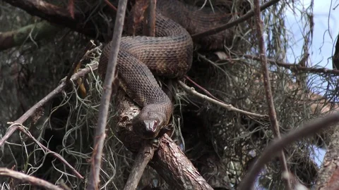 Florida Banded Water Snake Stock Footage 71274599
