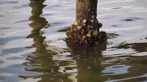 Florida Barnacles on Dock Support in Slow Motion Video stock 62812016