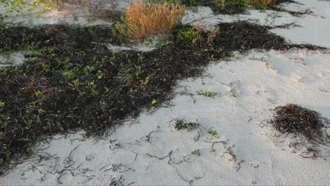 Florida Beach 01 Video stock 148772108