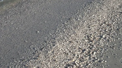 Florida Beach Extreme Close up white shells and waves Stock Footage 78547655