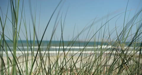 Florida - Beach grass - 스톡 동영상 208228857