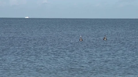 Florida Beach Pelicans feeding Stock Footage 78548010
