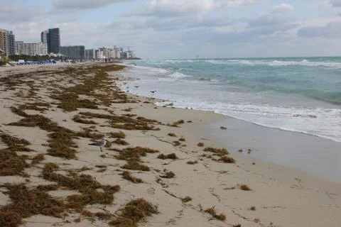 Florida Beach 库存照片