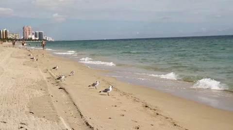 Florida Beach Sea Gulls Stock Footage 45142034