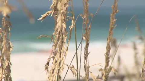 Florida Beach Seaoats Stock Footage 25190328