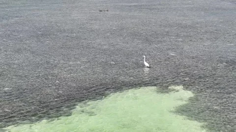 Florida Bird 01 Stock Footage 277897520