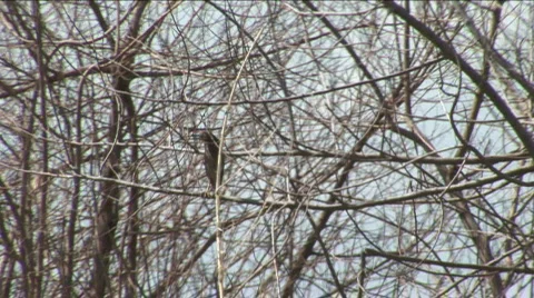 Florida Bird in Dead Tree - Lake Okeechobee Stock Footage 790145