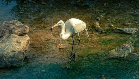 Florida bird Stock Photos