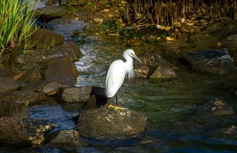Florida bird Stock Photos