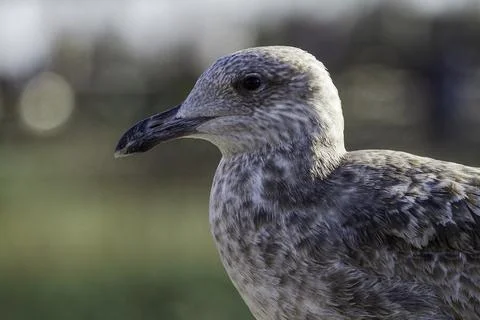 Florida bird Stock Photos
