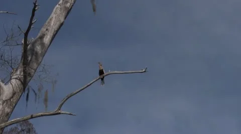 Florida Bird in Tree Stock Footage 10761550