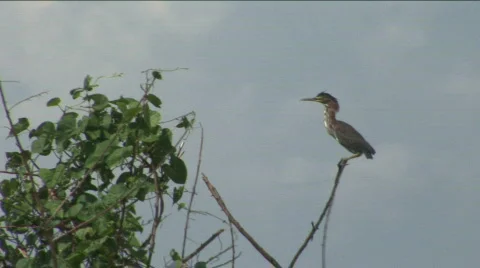 Florida Bird in Tree - Lake Okeechobee Stock Footage 790081