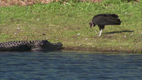Florida-Bird Vulture and Gators Stock Footage 167343653
