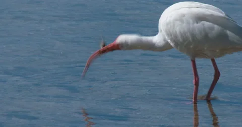 Florida birds and wildlife Stock Footage 167343553