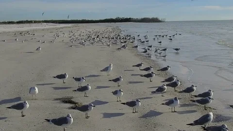 Florida-Birds on the beach Stock Footage 102230906