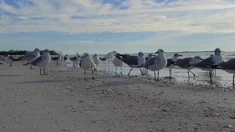 Florida-Birds on the beach Stock Footage 102260176