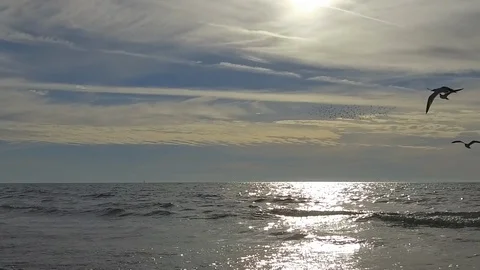 Florida-Birds on the Beach Stock Footage 102479459